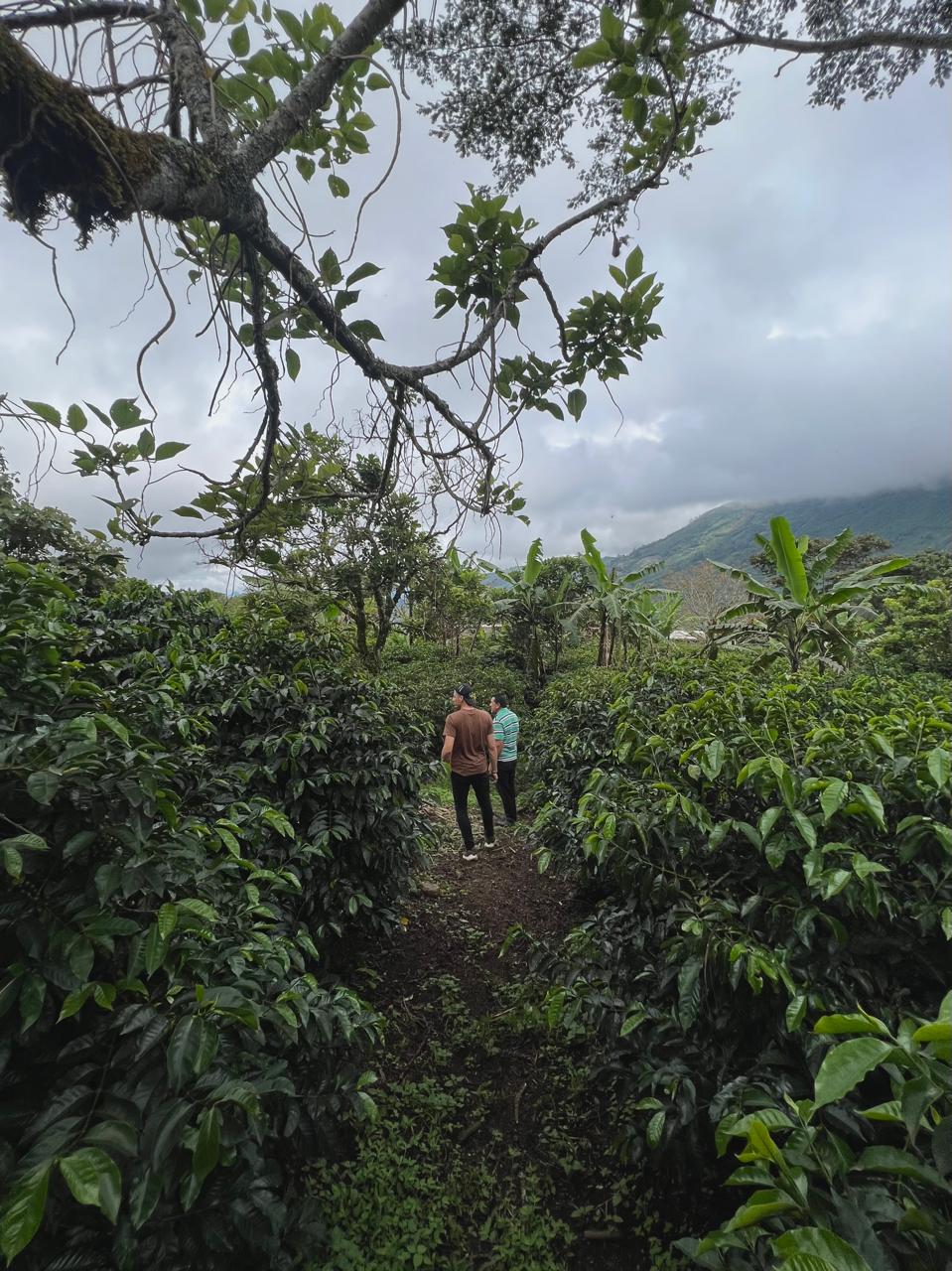 Colombia La Bohemia
