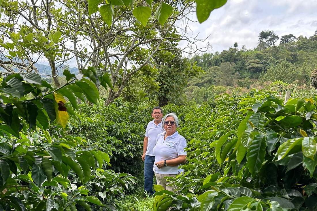 Colombia La Bohemia