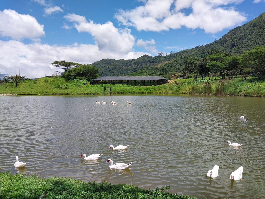 Eduador Eliza Farm