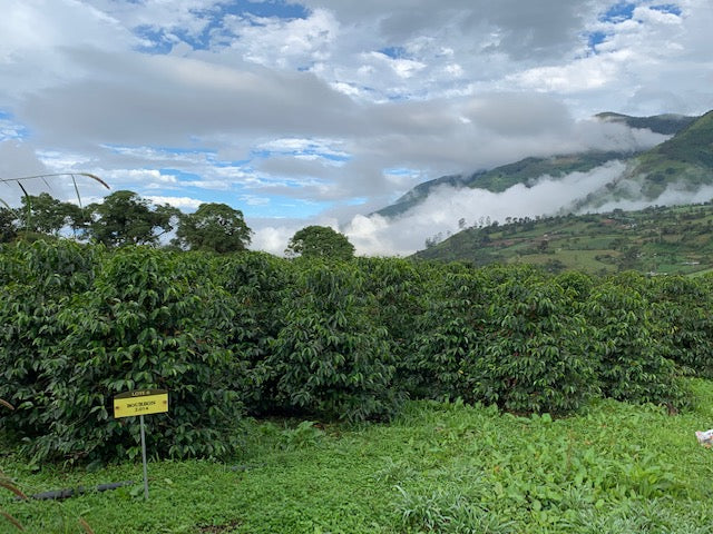 Ecuador Hacienda Lugmapata