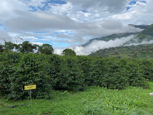 Ecuador Hacienda Lugmapata